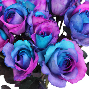 Turquoise, Pink and Purple Rainbow Roses