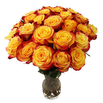 Tutti Frutti Fresh Cut Rose