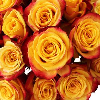 Tutti Frutti Fresh Cut Rose