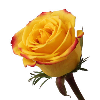 Tutti Frutti Fresh Cut Rose