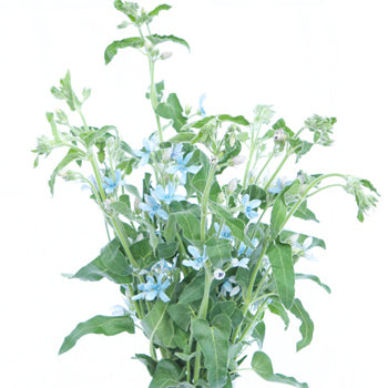Tweedia Flower Light Blue