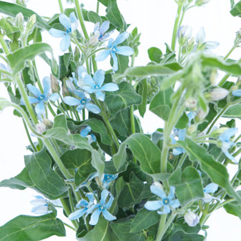 Tweedia Flower Light Blue