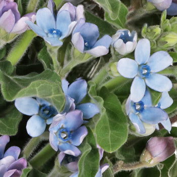 Soft Blue Designer Tweedia Flower