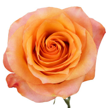 Twilight Light Orange Rose