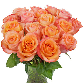 Twilight Light Orange Rose