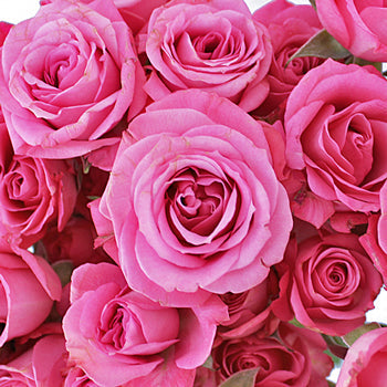 Twinkle Bride Pink Mini Rose