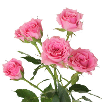 Twinkle Bride Pink Mini Rose