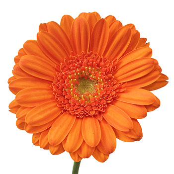 Orange Twist Mini Gerbera Daisies