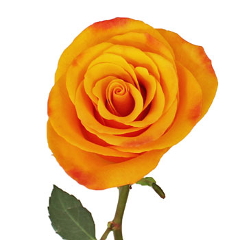 Tycoon Orange Rose