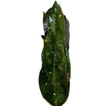Croton Verde Greenery