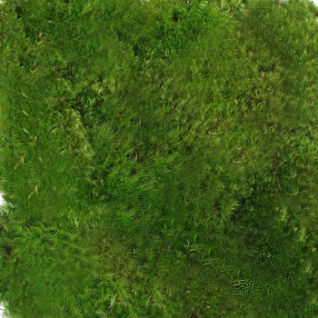 Fresh Mood Moss