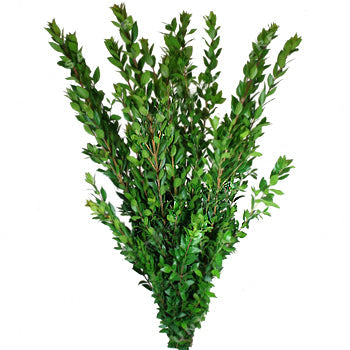 Myrtle Greenery