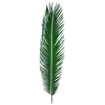 Sago Palm Tropical Greenery