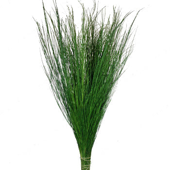 Wedding greenery scotchbroom green filler flower sold near me