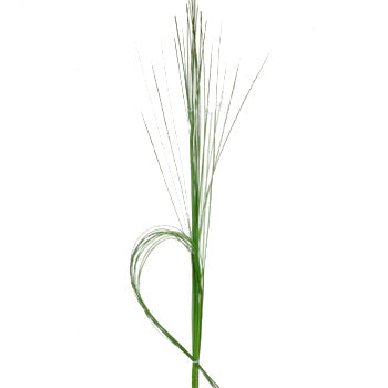 Wedding greenery steel grass filler flowers sold near me