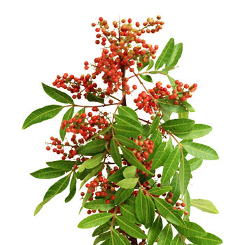 Wholesale greenery upright Brazilian pepperberry sold as bulk