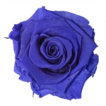 Preserved Violet Vine Rose