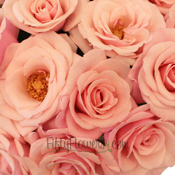 Pink Cloud Sweetheart Rose