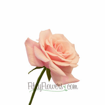 Pink Cloud Sweetheart Rose