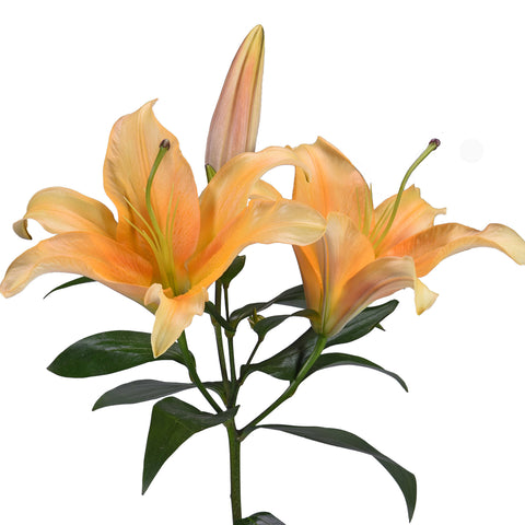 Golden Orange Hybrid Lily