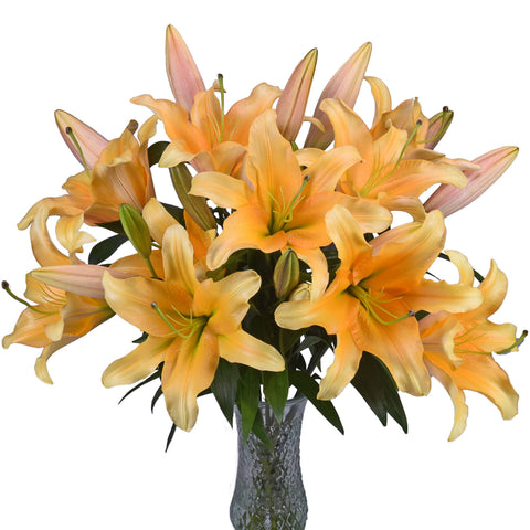 Golden Orange Hybrid Lily