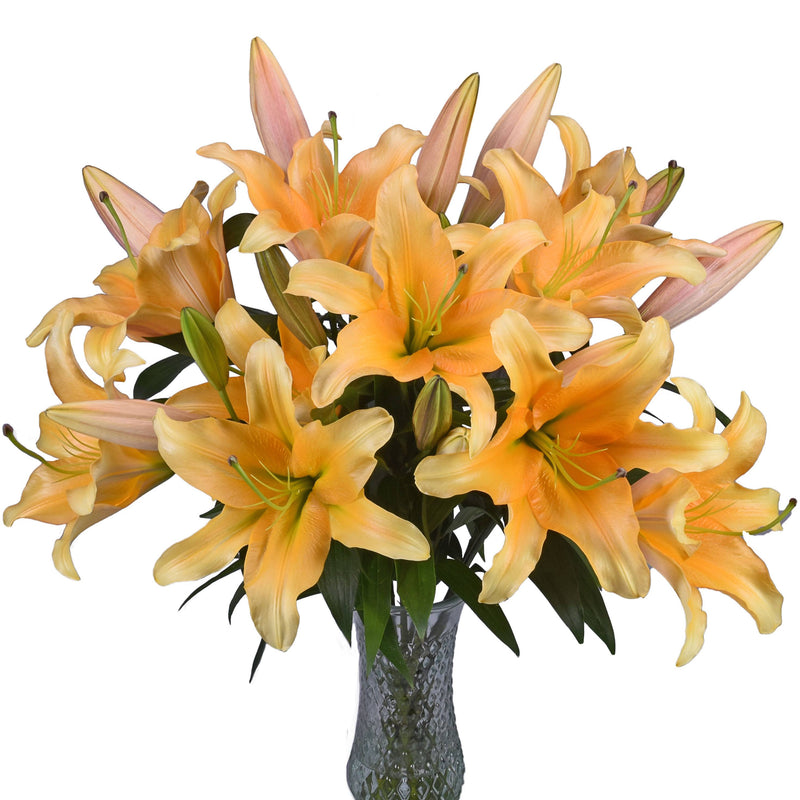 Golden Orange Hybrid Lily