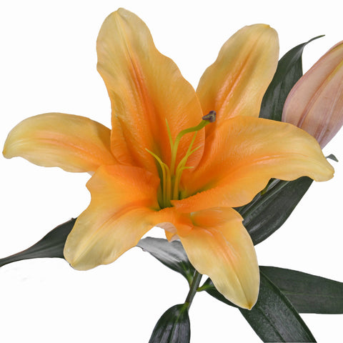 Golden Orange Hybrid Lily