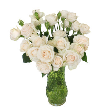 Blush Spray Roses for Weddings