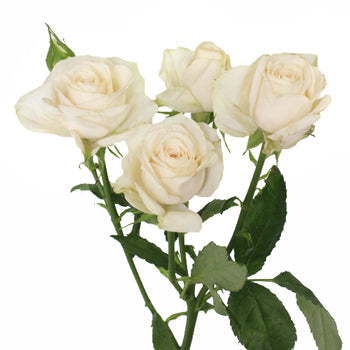 Blush mini rose flower