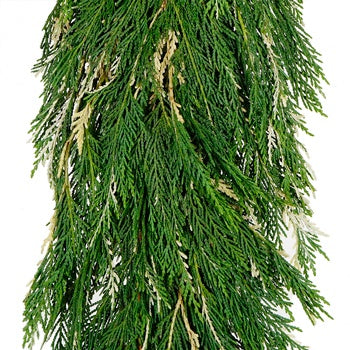 Variegated Leyland Cedar Garland
