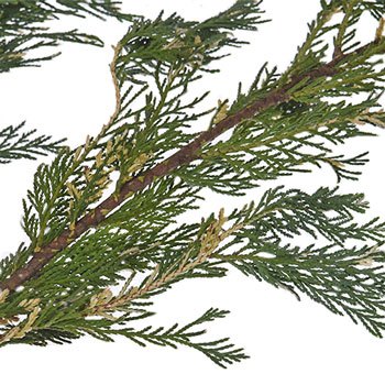 Variegated Leyland Cedar Winter Greenery