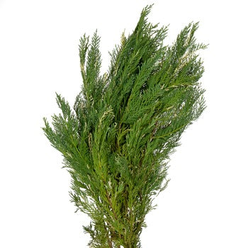 Variegated Leyland Cedar Winter Greenery