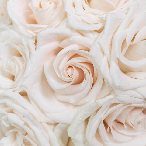 Vendela White Roses Up Close