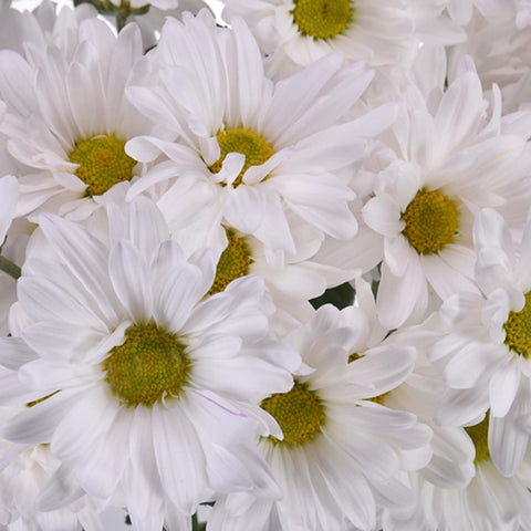 White Daisy Flower