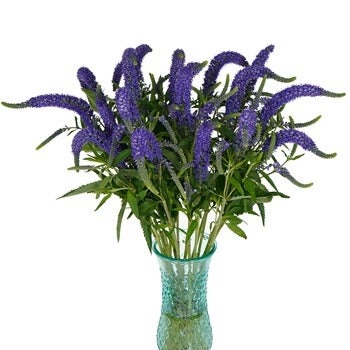 Veronica Bulk Flower Purplish Blue