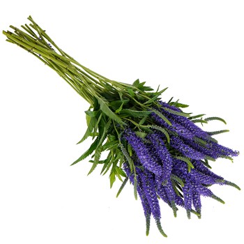 Veronica Bulk Flower Purplish Blue