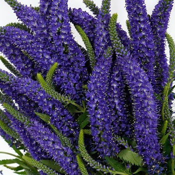 Veronica Bulk Flower Purplish Blue
