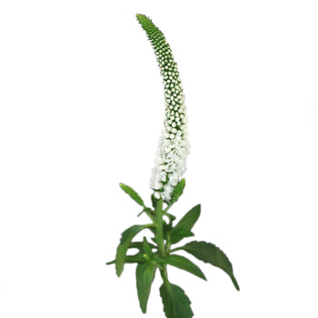 Veronica White Flower
