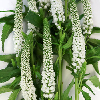 Veronica White Flower