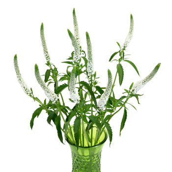 Veronica White Flower