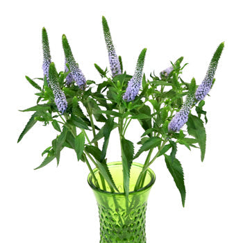 Veronica Flower Periwinkle Lavender