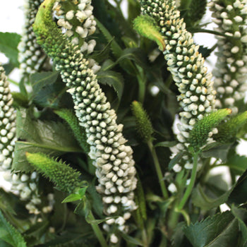 Veronica White Flower