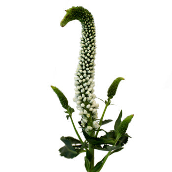 Veronica White Flower