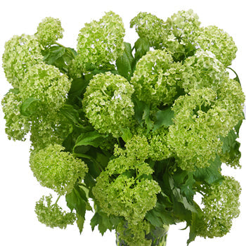 Wholesale green viburnum flower fillers sold near me for delivery