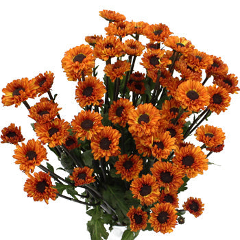 Sunset Viking Pom Flower