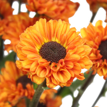 Sunset Viking Pom Flower