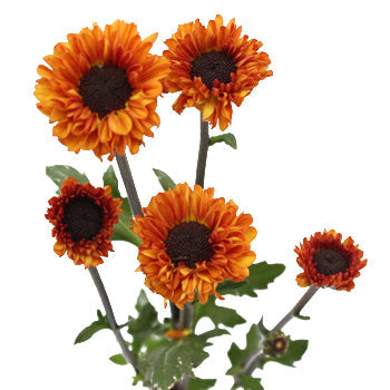 Sunset Viking Pom Flower