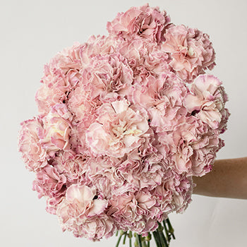 Vintage Pink Carnation Flower In a hand