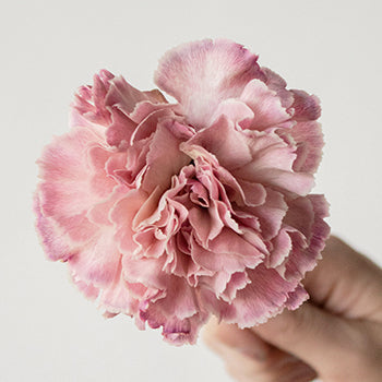 Vintage Pink Carnations side stem