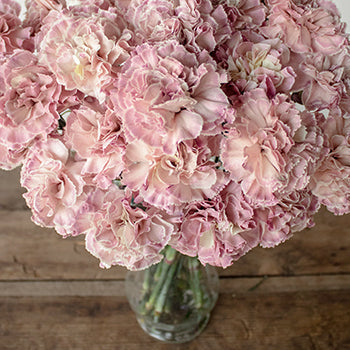 Vintage Pink Carnation in a vase Close Up